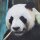 Amerikanischer Digitaldruck Panel Panda